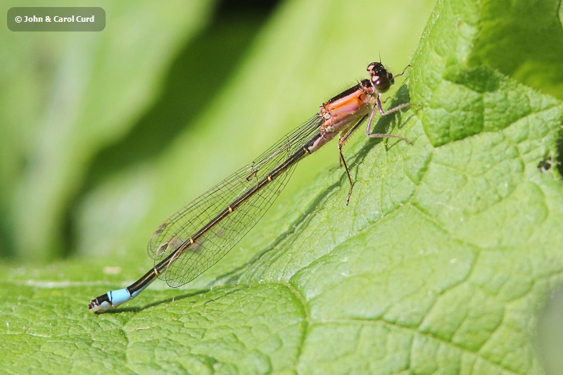 J01_3055 Ischnura elegans female.JPG